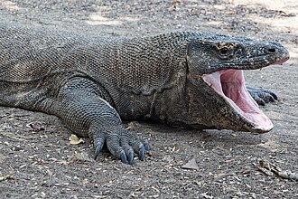 A picture of a Komodo Dragon opening it's mouth